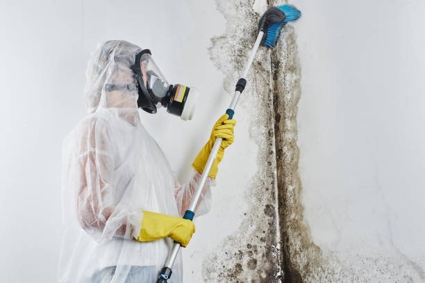 Best Mold Odor Removal Services in Drexel, OH