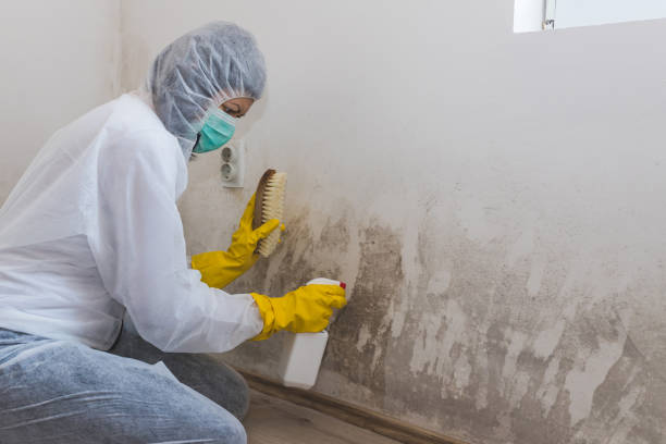 Best Basement Mold Removal in Drexel, OH