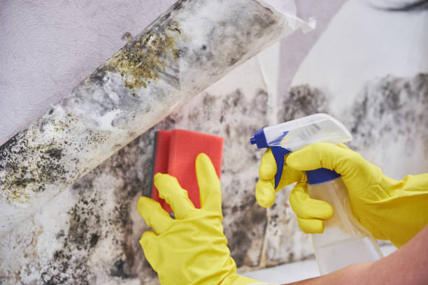 Best Mold Prevention Services in Drexel, OH